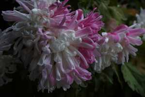 CHRYSANTHEMUM-24 (11)